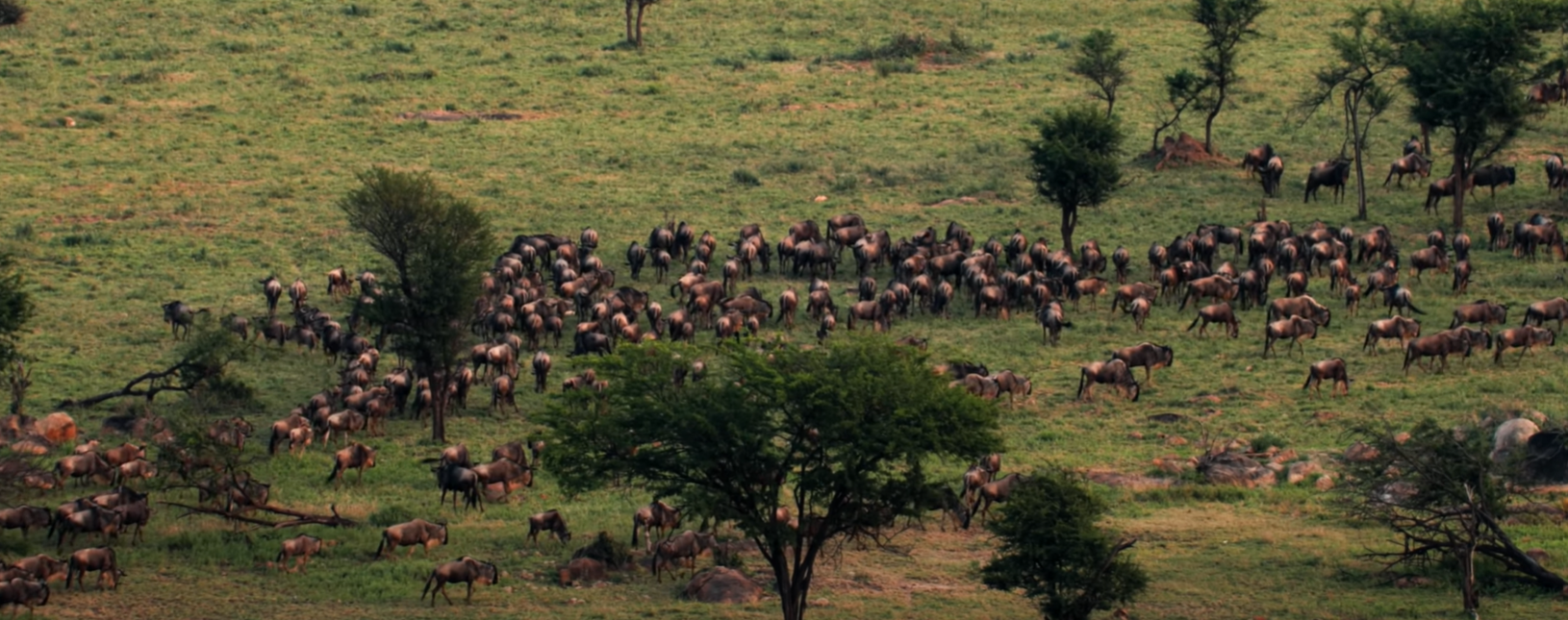 Day Wildebeest Migration Safari Package Tanzania Short Safaris