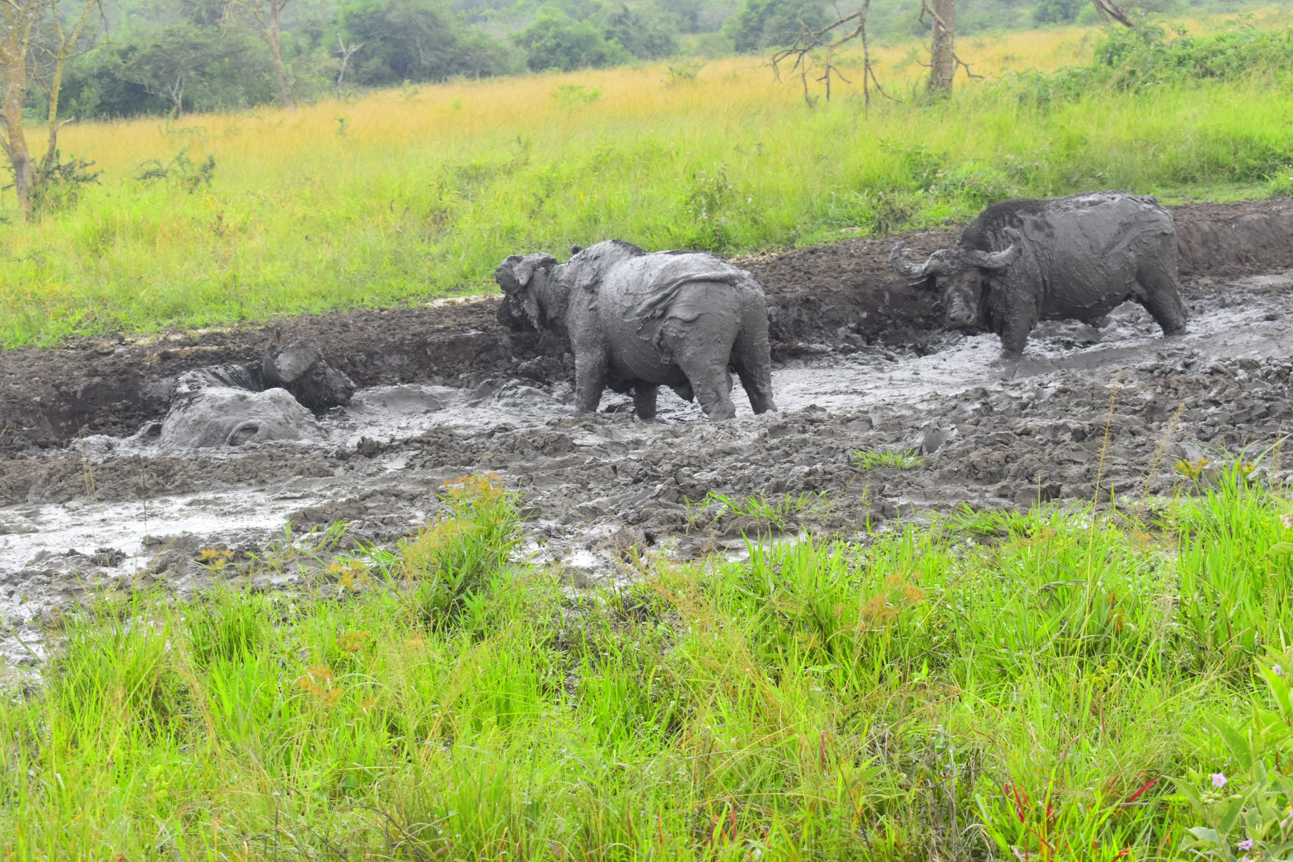 Lake Mburo National Park, buffalos cooling off their heat