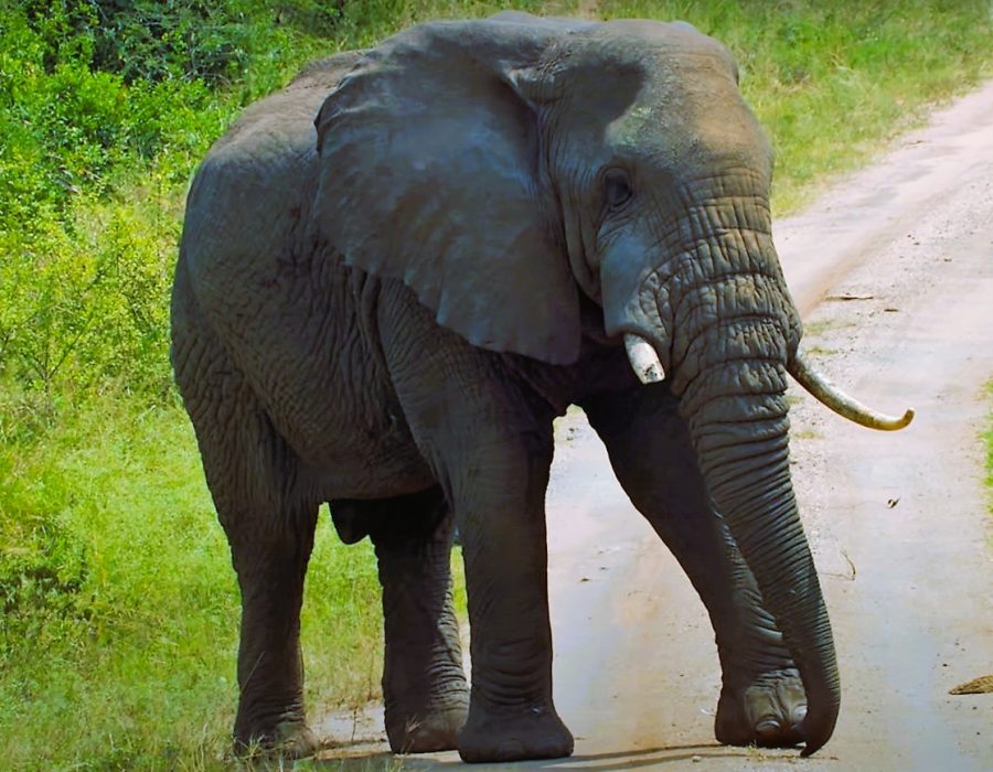 Uganda Mtembezi Safaris uganda-mtembezi-safaris