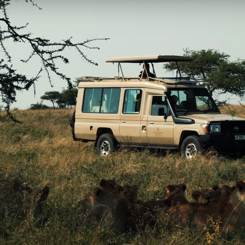 Lion Tracking Safaris in Serengeti National Park