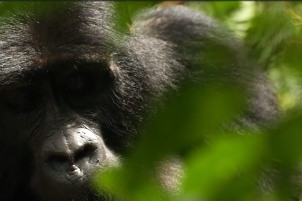 Uganda Gorilla trekking Safaris