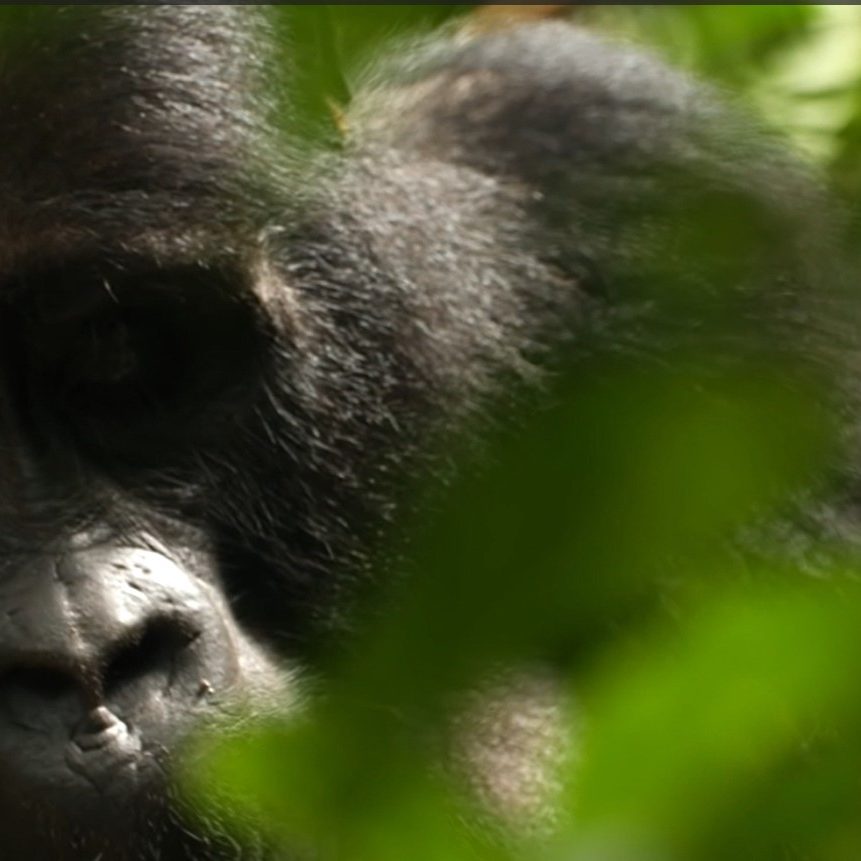 Uganda Gorilla trekking Safaris