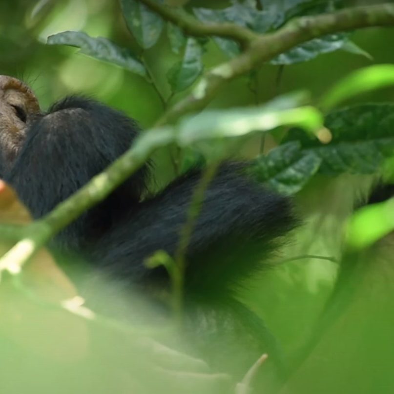 Chimpanzee trekking Kibaale National Park Chimpanzee trekking Kibaale National Park