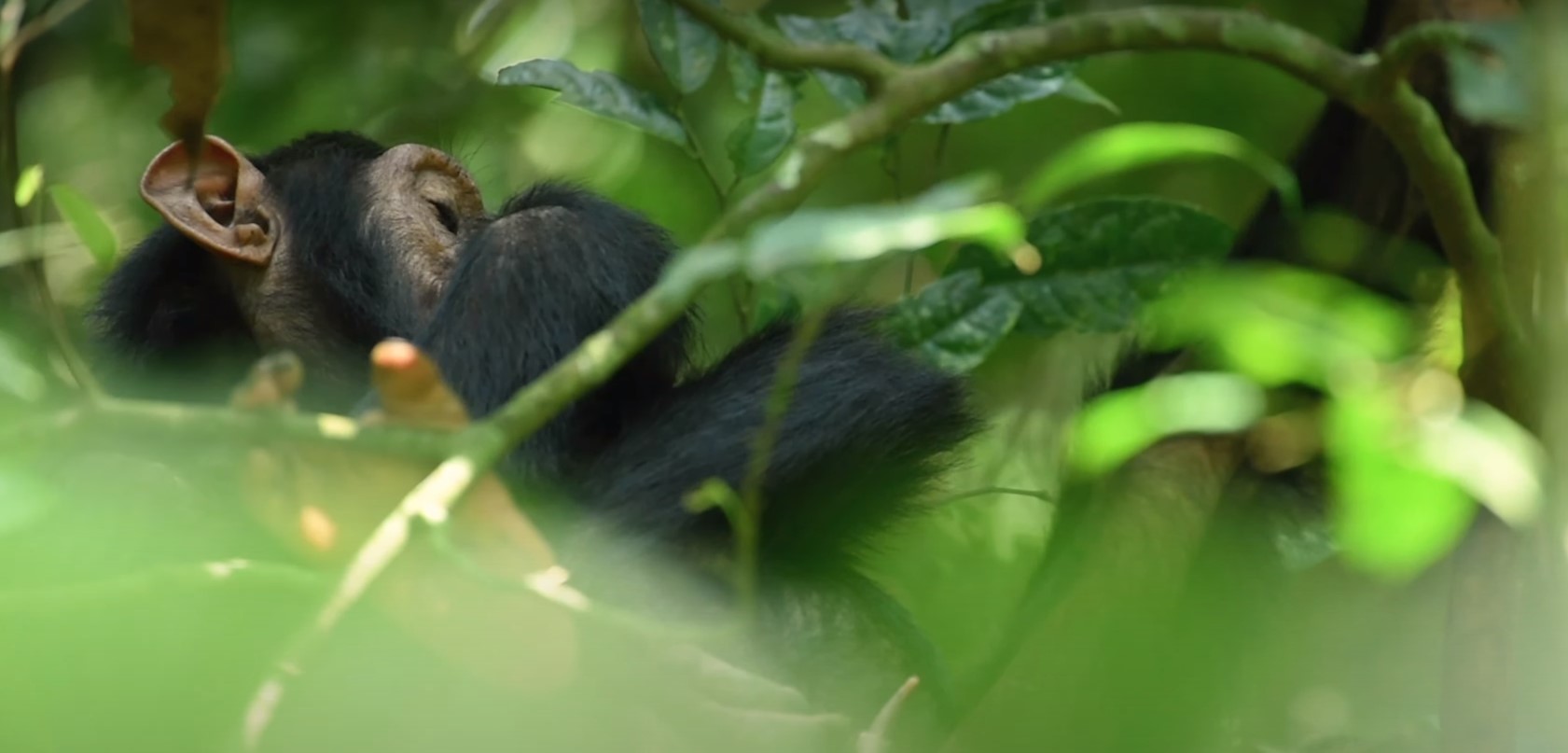 Chimpanzee trekking Kibaale National Park