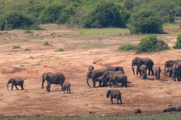 African Wildlife Safaris|Elephant Families on Queen Elizabeth National Park