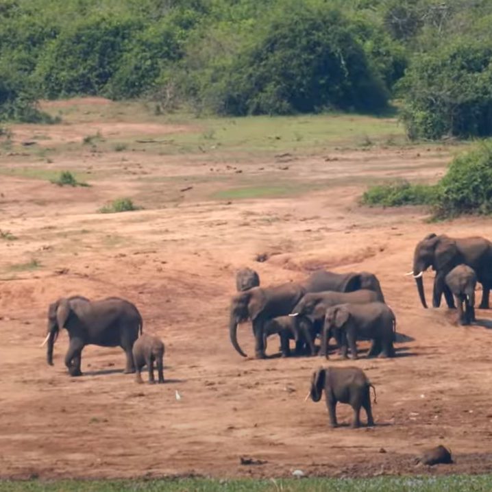 African Wildlife Safaris | Elephant Families in Queen Elizabeth National Park