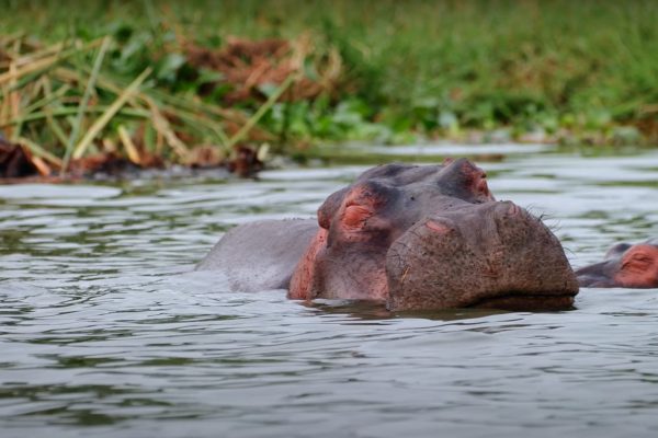 African Wildlife Safaris|Game Drive Queen Elizabeth National Park