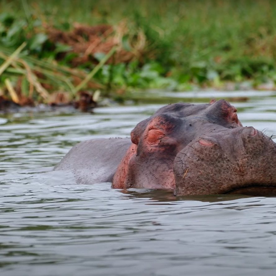 African Wildlife Safaris|Game Drive Queen Elizabeth National Park