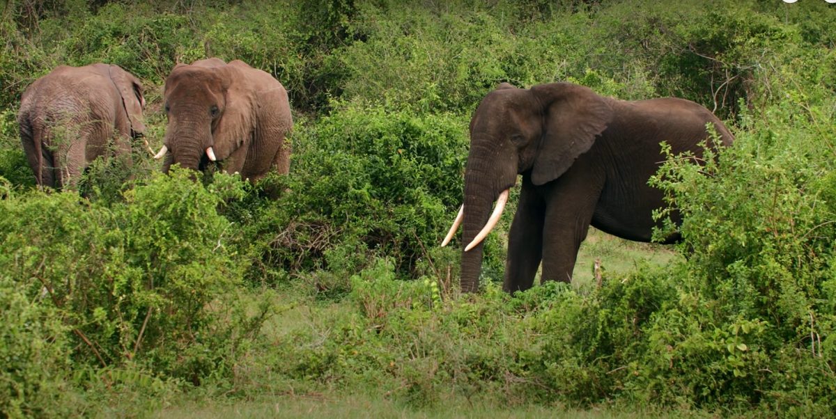 Game Drive| Queen Elizabeth National Park|Gorilla Trekking Safaris|Wildlife Safaris & Tours