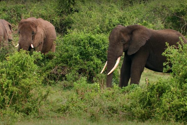 Game Drive| Queen Elizabeth National Park Mtembezi Vacations Safaris