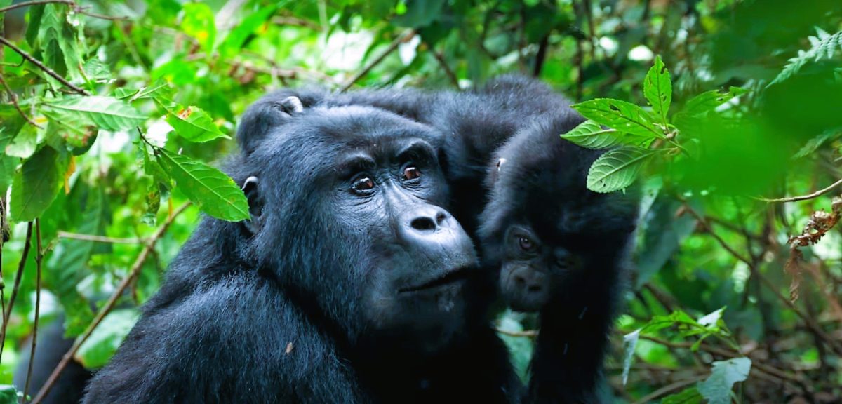 Mugahinga Mountain | African Gorilla Trekking Safaris