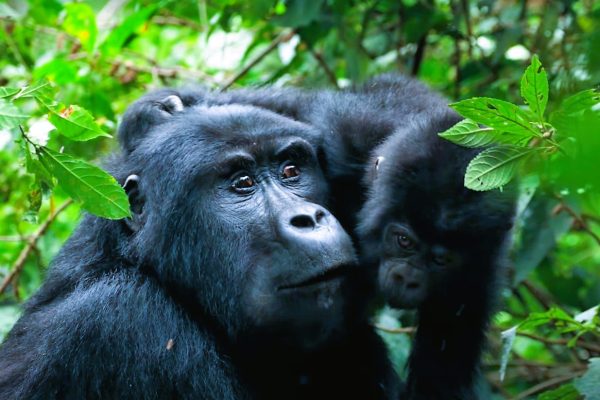 Mugahinga Mountain Gorillas-mtembezi African Safaris