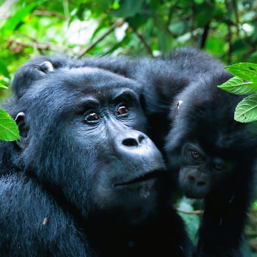 Mugahinga Mountain Gorillas-mtembezi African Safaris