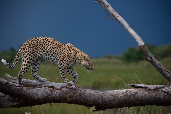 Graceful and fierce, the leopard prowls through the wilds of Kidepo Valley National Park, a true master of its domain.