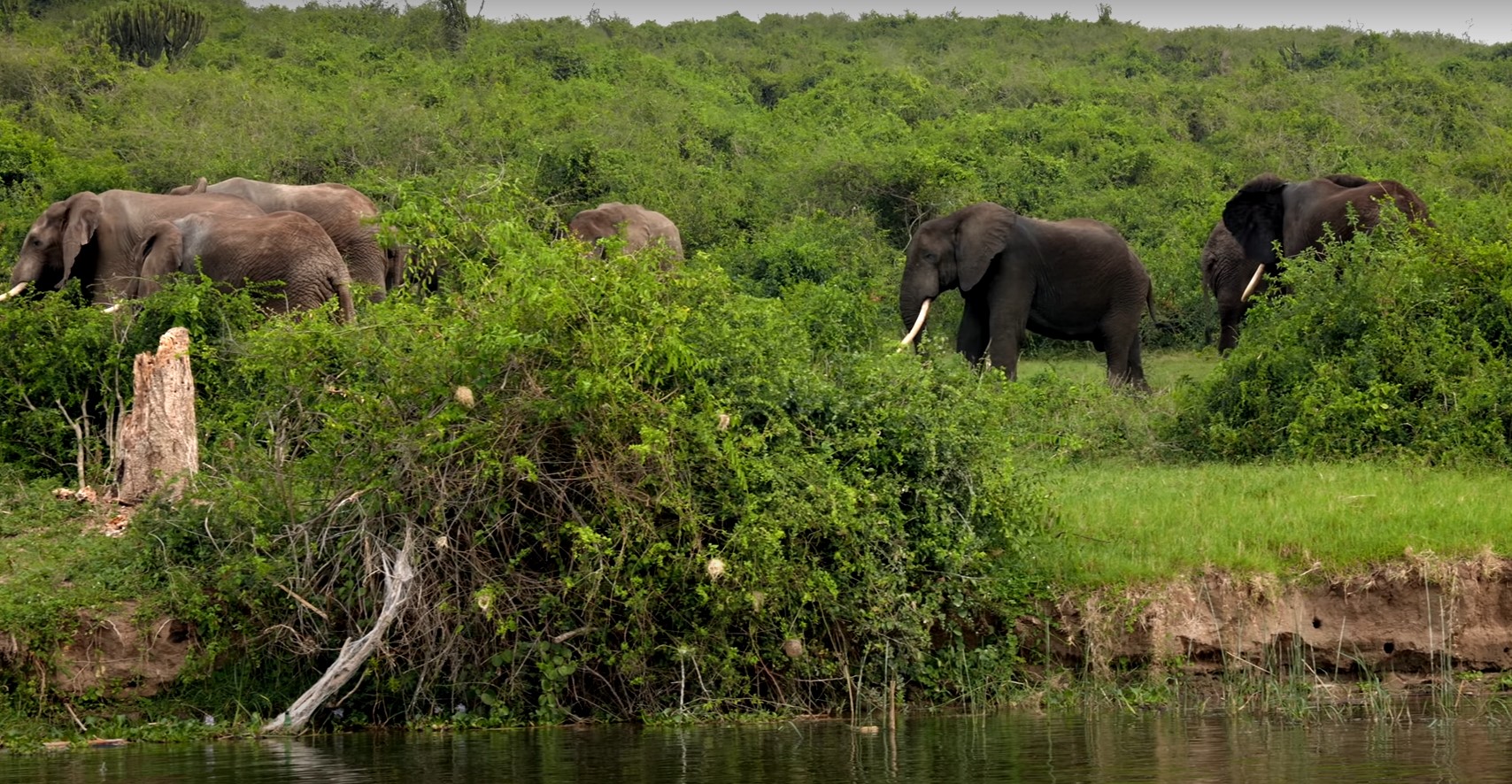 Game Drive Queen Elizabeth National Park