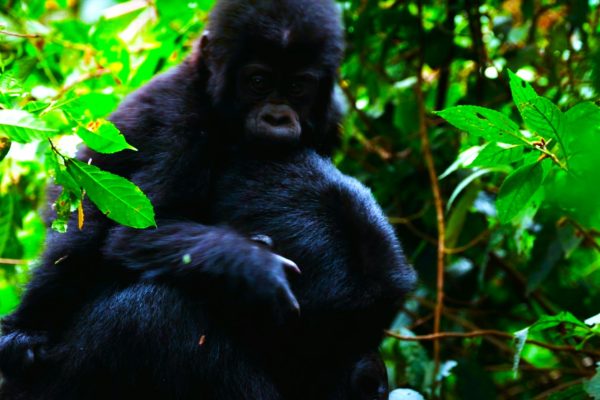 Uganda Gorilla trekking Safaris