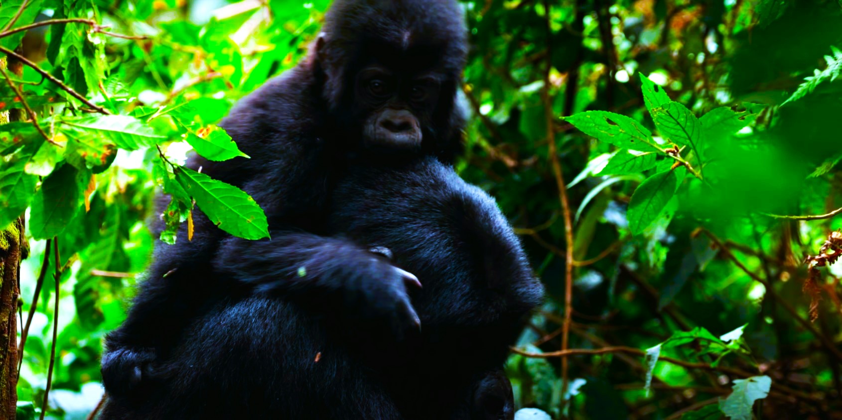 Uganda Gorilla trekking Safaris