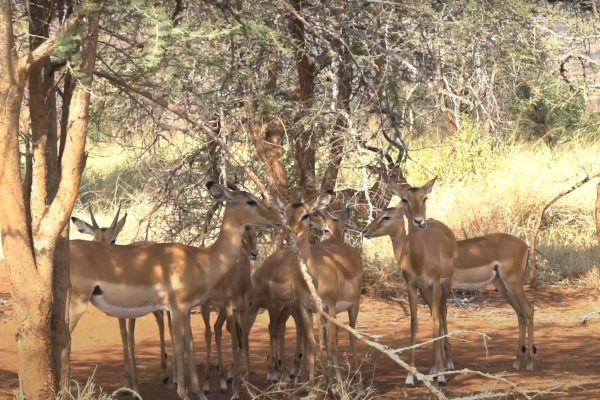 Akagera National Park