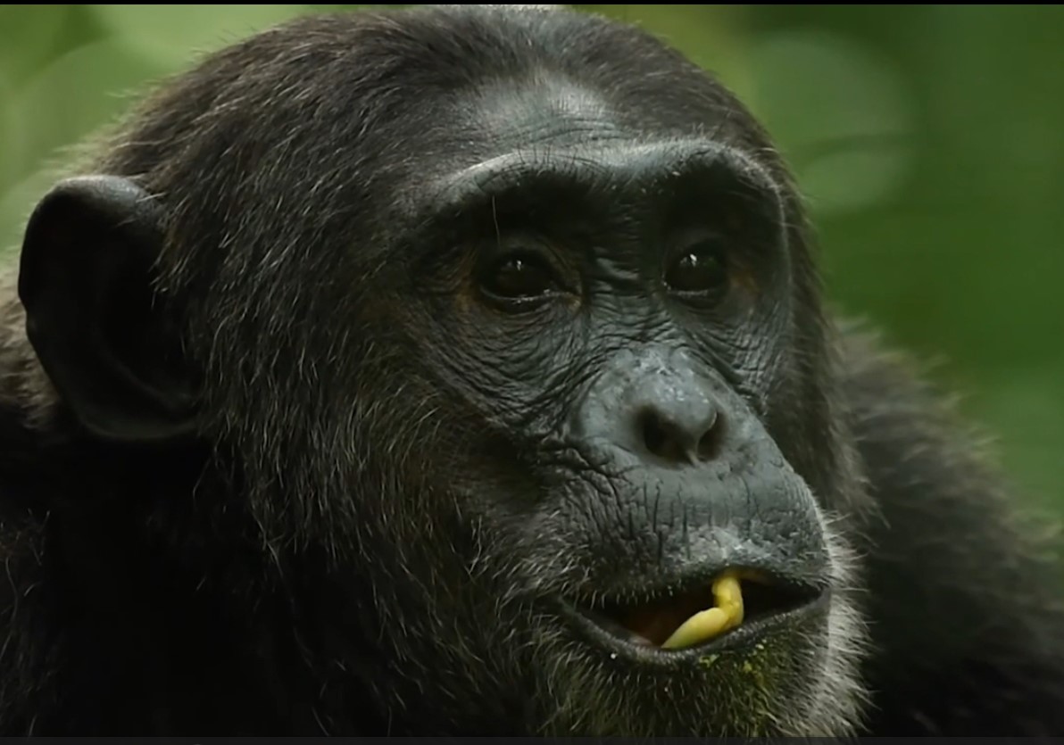 Uganda Gorilla trekking Safaris