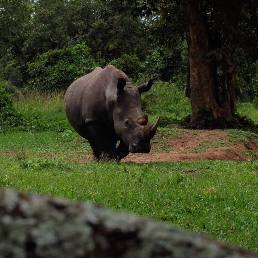 Zziwa Rhino | 12-Day Big Five and Primates Ugandan Safaris and Tours