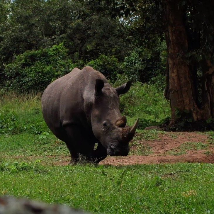 Zziwa Rhino | 12-Day Big Five and Primates Ugandan Safaris and Tours