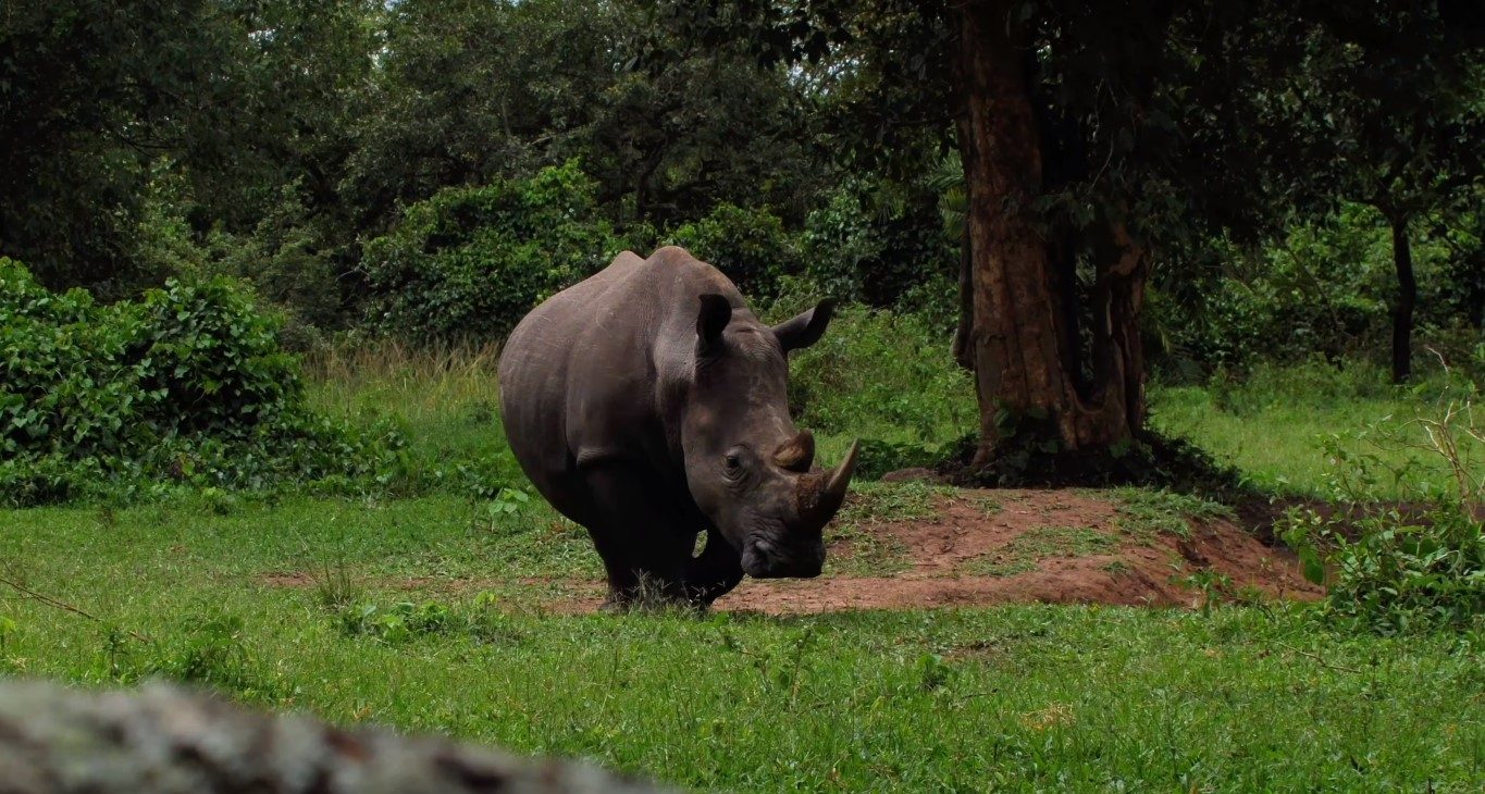 Zziwa Rhino Tracking: Uganda Big 5 Chimpanzee Safari