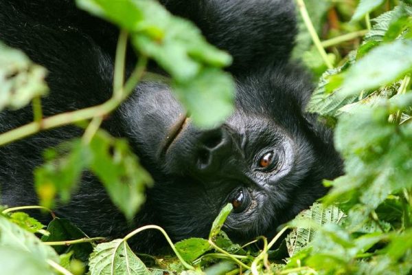 African Wildlife Safaris|Gorillas Bwindi_Impenetrable_National_Park