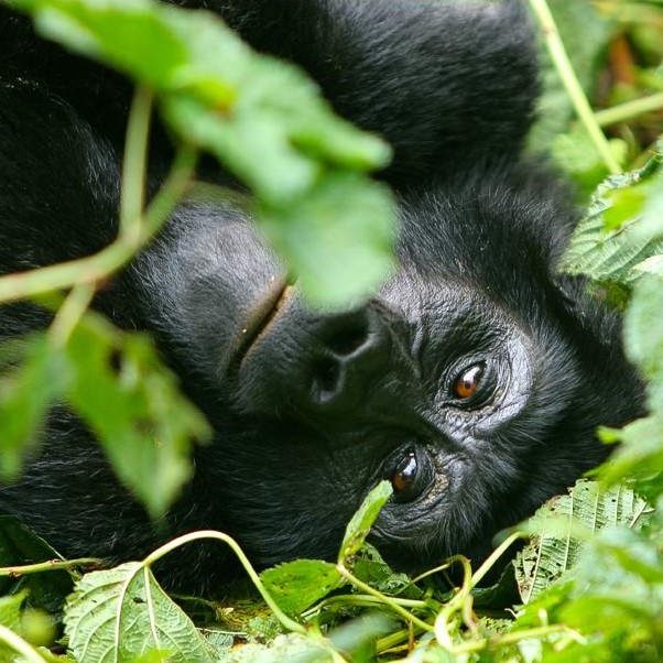 African Wildlife Safaris|Gorillas Bwindi_Impenetrable_National_Park