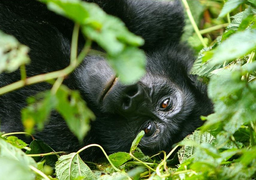 Gorillas Bwindi_Impenetrable_National_Park