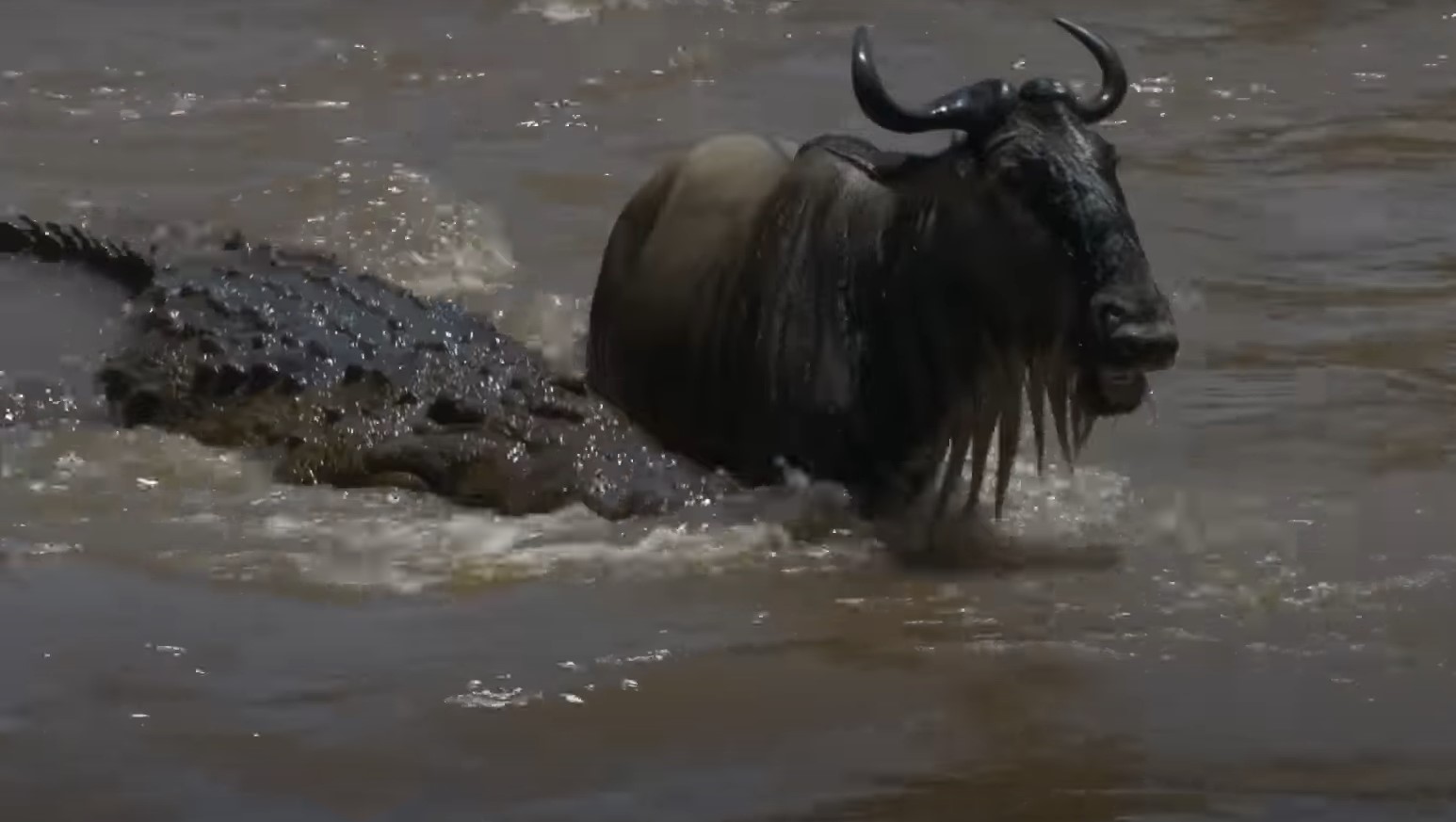 Wildebeest Great migration