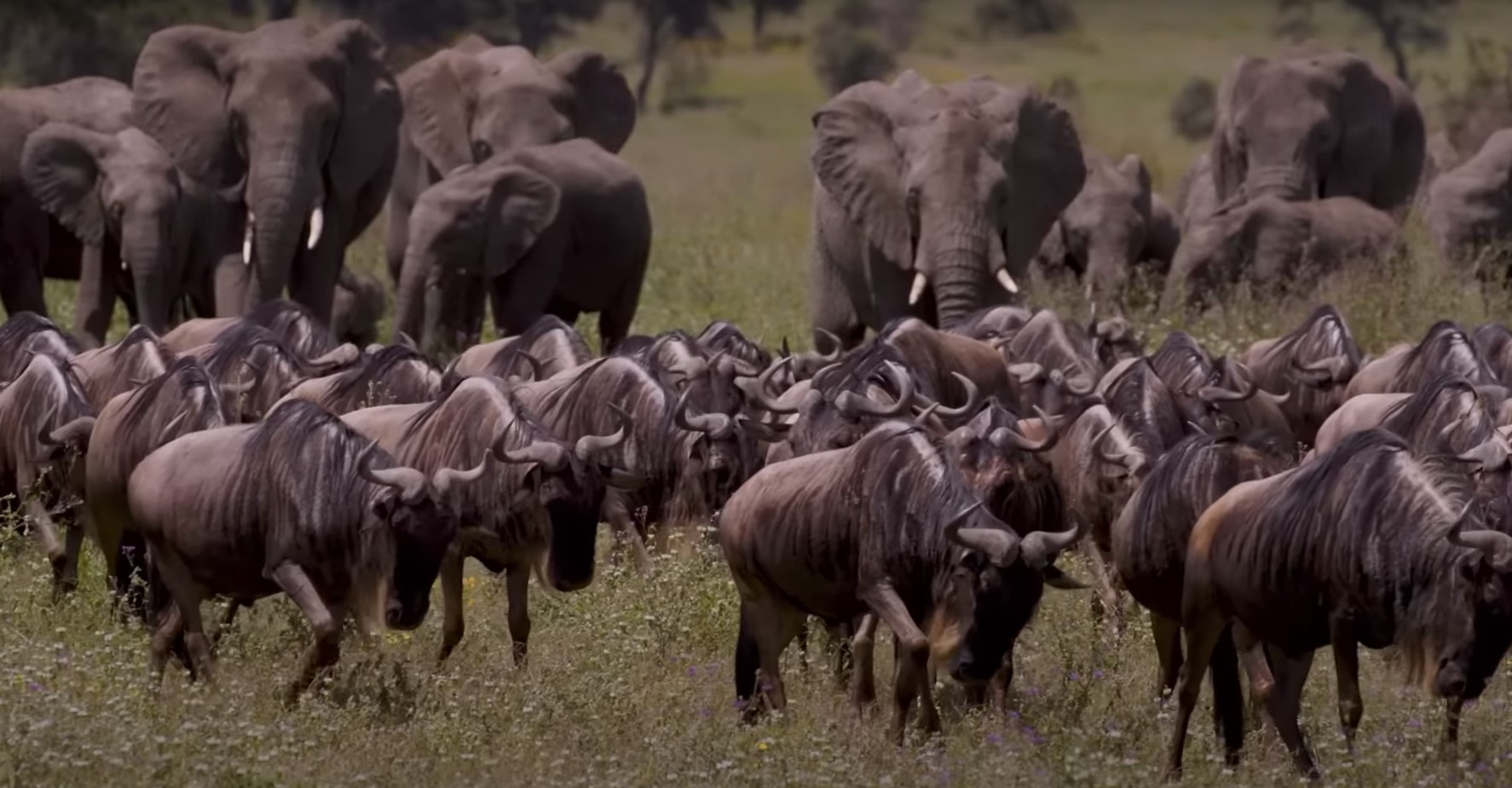 Wildbeest Migration|Serengeti National Park|Masai Mara