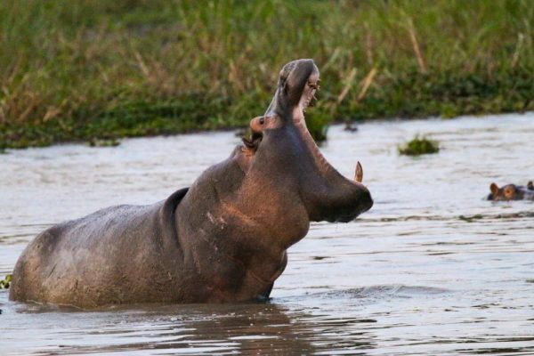 Akagera National Park