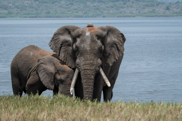 Akagera National Park - Mtembezi Vacations Safaris 1