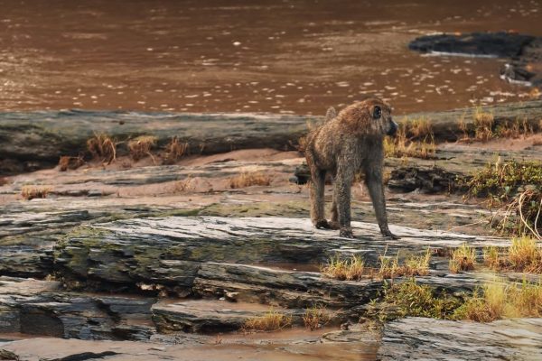 Masai Mara Safaris