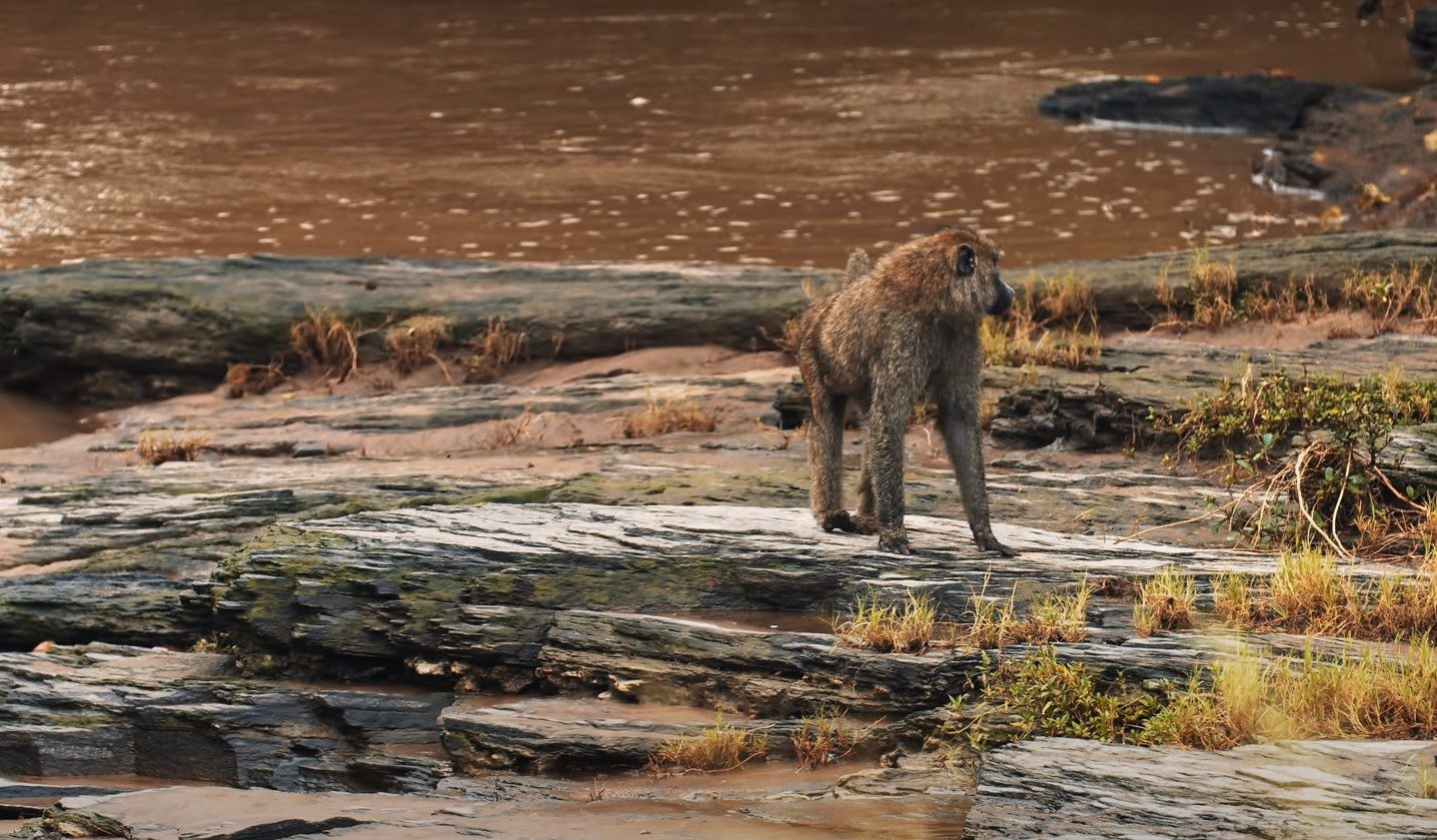 Masai Mara Safaris | Beginner's guide to Kenya
