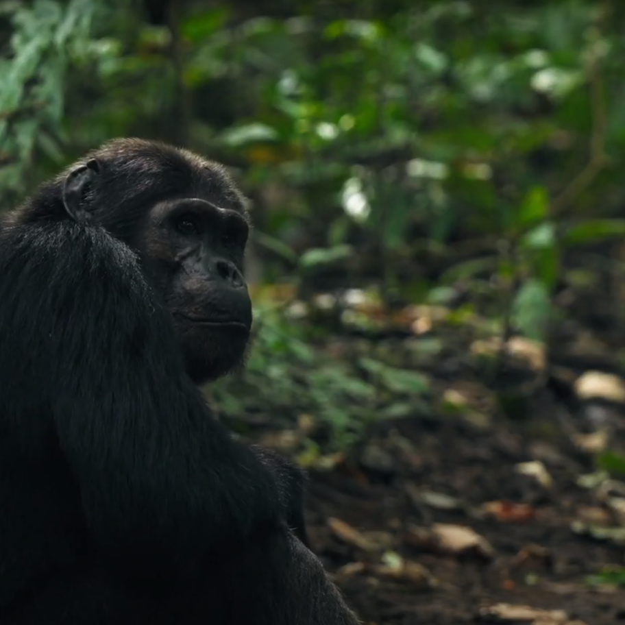 Nyungwe National Park Chimp Tracking Nyungwe National Park Chimp Tracking | Rwanda Chimpanzee trekking