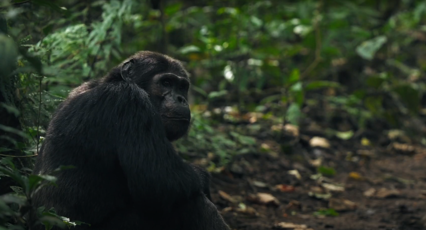 Nyungwe National Park Chimp Tracking