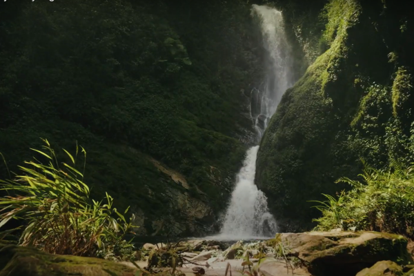 Nyungwe National Park|Volcanoes National Park