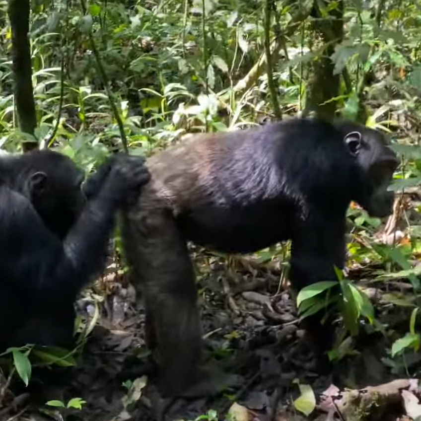 Chimpanze-Tracking-Kibaale-Forest-National-Park