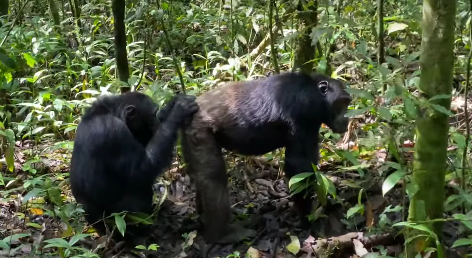 Chimpanze-Tracking-Kibaale-Forest-National-Park