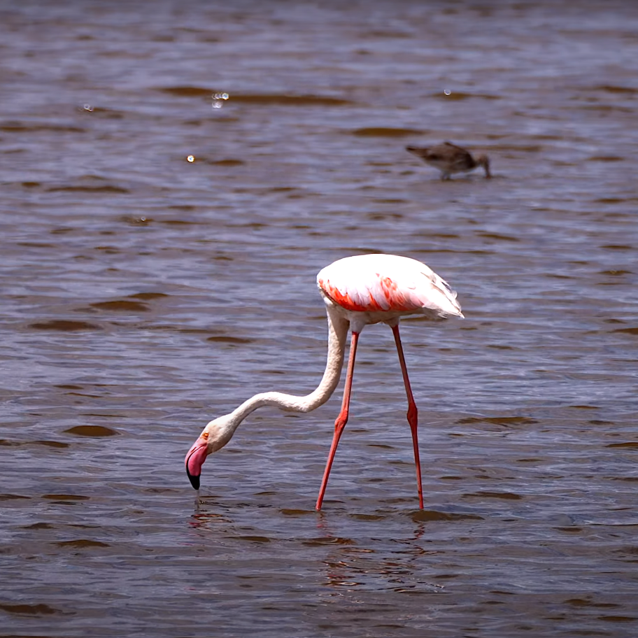 Lake Nakuru Flamingos: 8-Day Budget Birdwatching Photography Tour Itinerary_Mtembezi African Safaris & Vacations