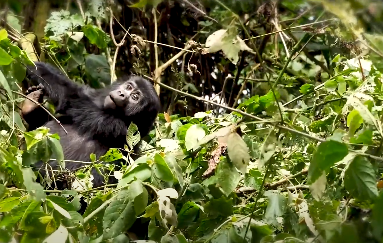 Volcanoes Gorilla Trekking .