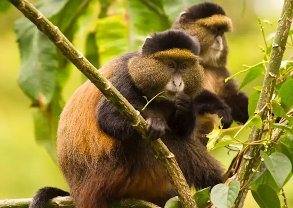 golden monkey trekking Rwanda