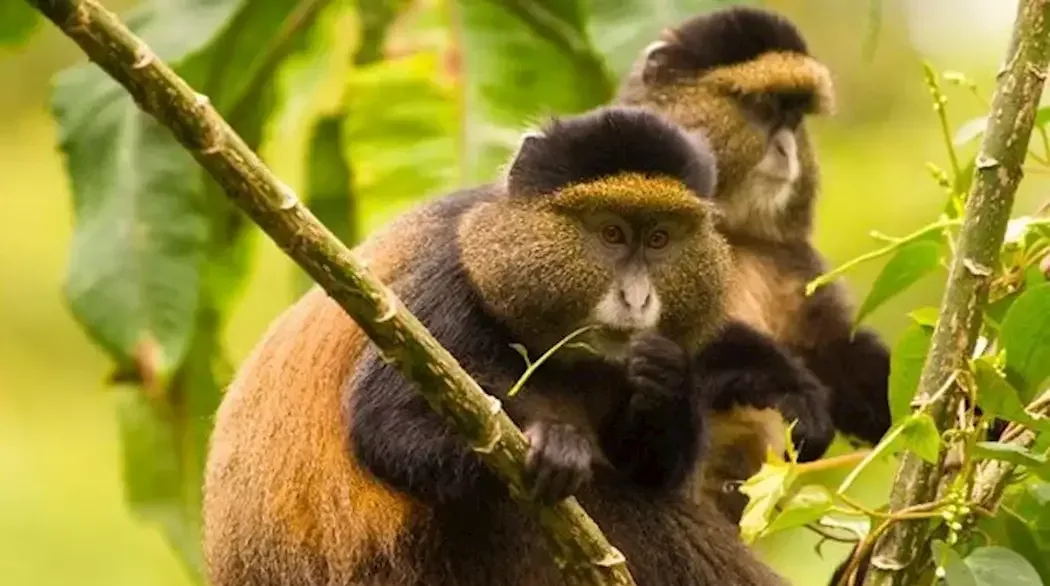 Golden monkey trekking Rwanda