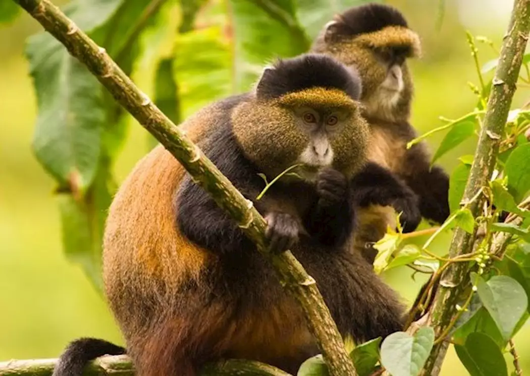 Golden monkey trekking Rwanda|14 Days Finest of Rwanda Safari(Best of Rwanda Tours)