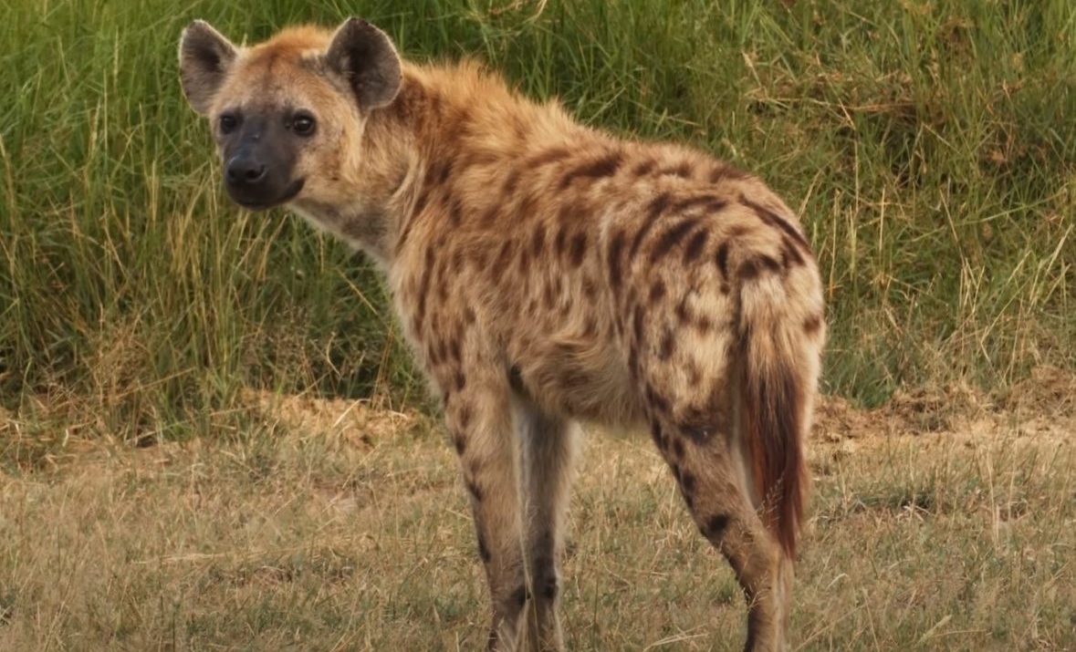 Amboseli National Park Wildlife | Best places to Visit in Kenya