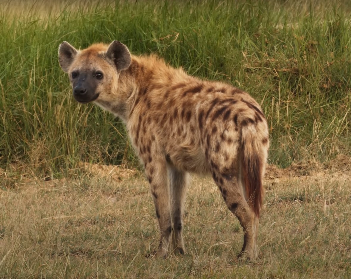 Amboseli National Park Wildlife