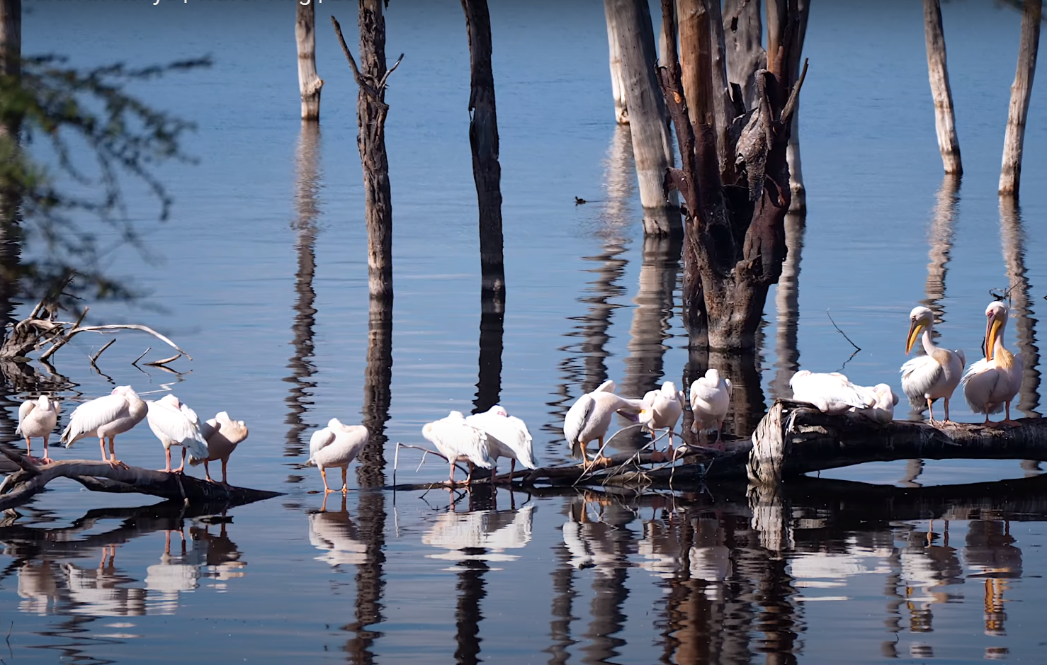 Birding Safaris Naakuru National Park