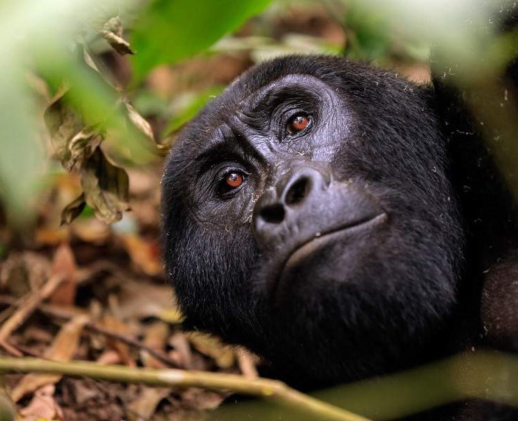 Bwindi_Impenetrable_National_Park_ Gorilla trekking|9 Day Volcanoes and Masai Mara Safari