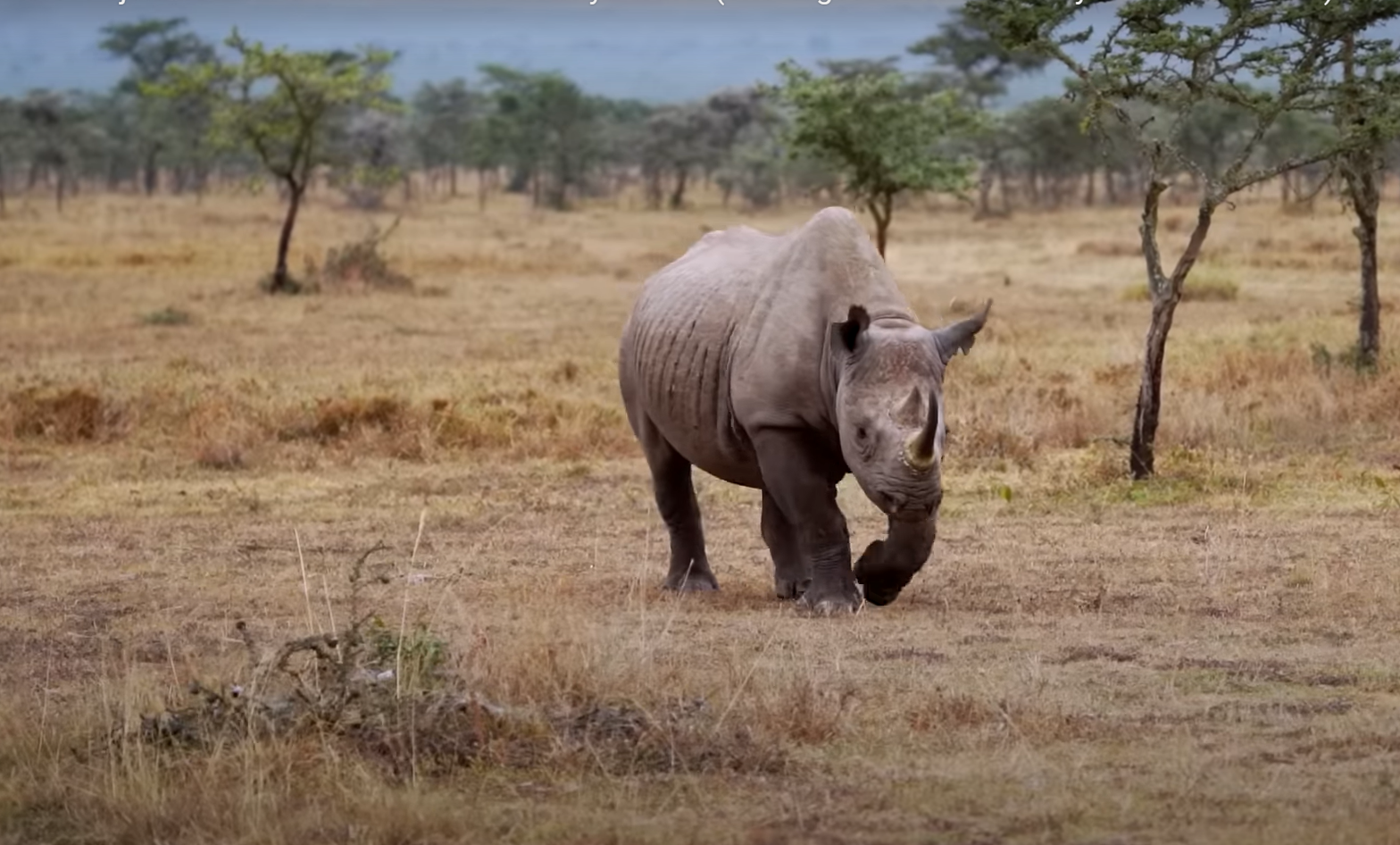 Uganda Big 5|Rhino Tracking 